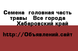 Семена (головная часть))) травы - Все города  »    . Хабаровский край